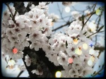 Cherry Blossom 3 - Korea