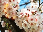 Cherry Blossom-Korea