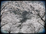 Cherry Blossom Trees 2