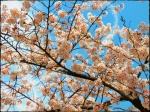 Cherry Tree-Korea
