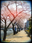 Cherry Trees - Korea