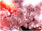 Pink Cherry Blossoms-Korea
