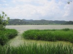 Upo Wetlands (3)